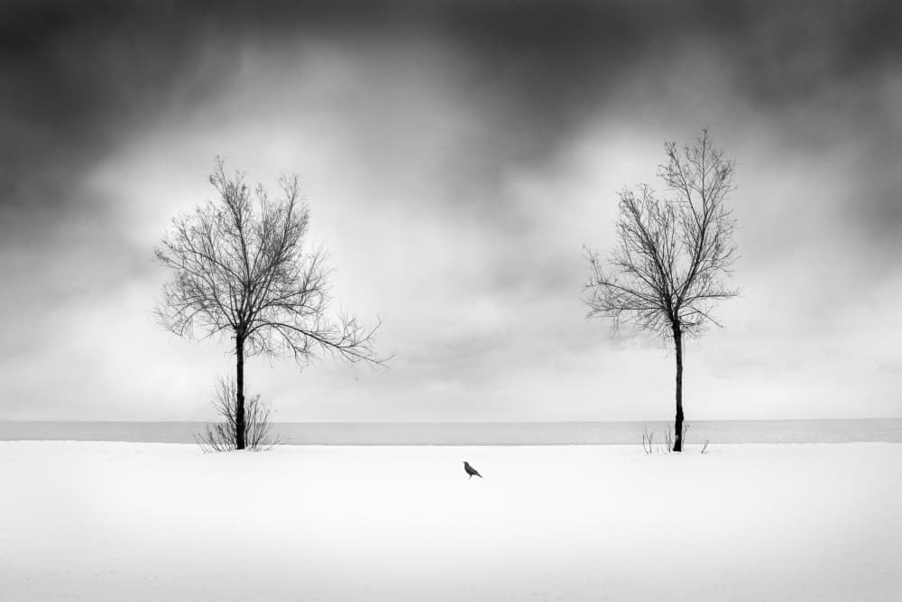 Winter Trees And Bird by George Digalakis — canvas wall art