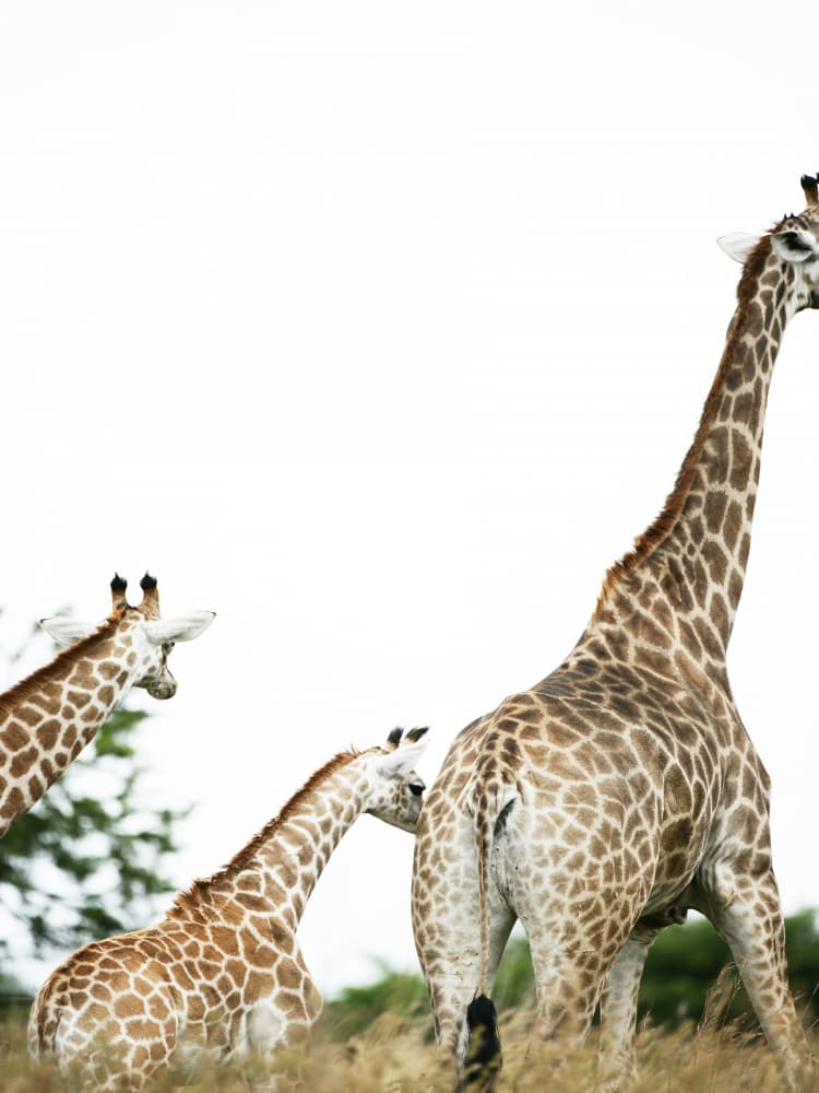 Giraffe Stroll by Shot by Clint — canvas wall art