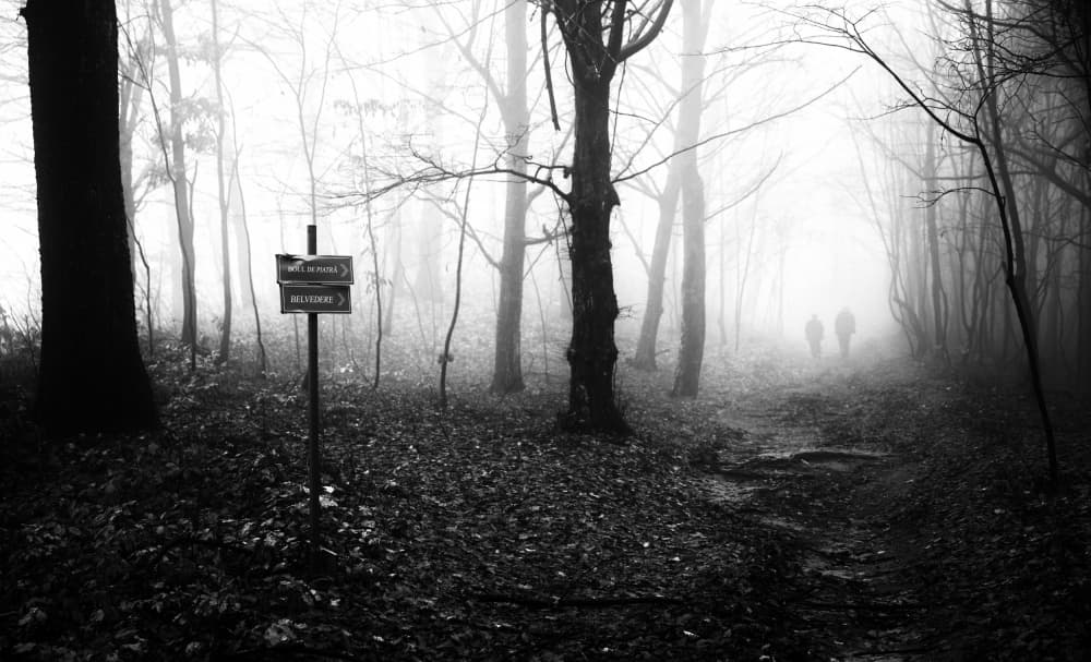 Mysterious Woodland Path by Julien Oncete — canvas wall art