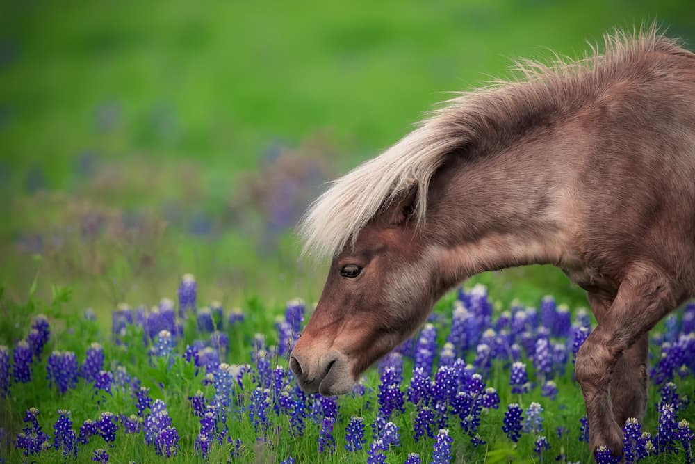 Gentle Pony in Flowers by Michael Zheng — canvas wall art