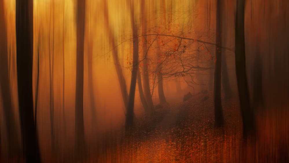 Golden Forest Motion by Leif Løndal — canvas wall art