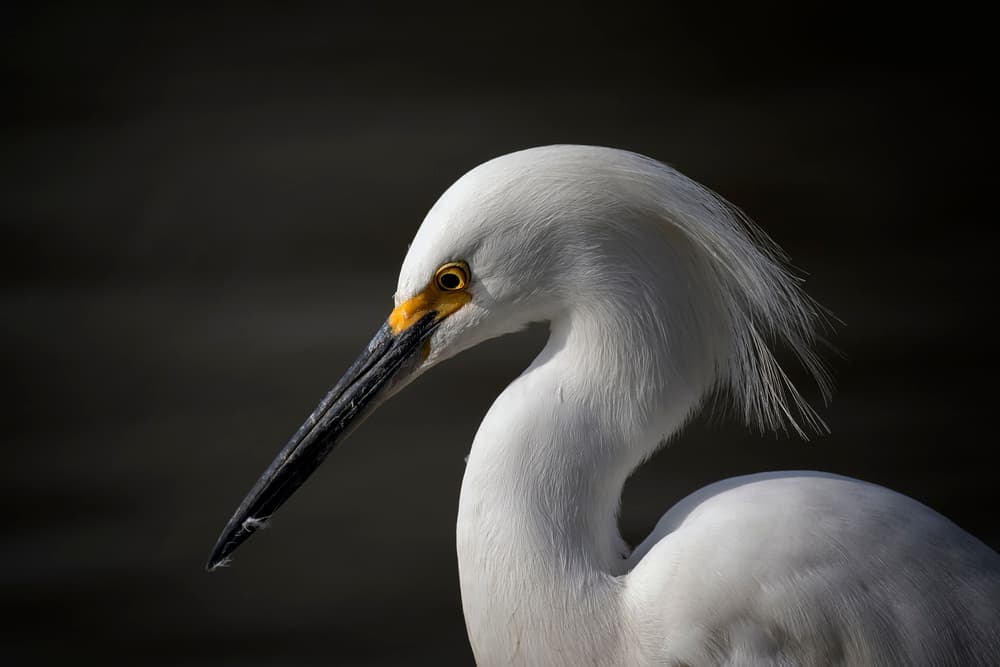 Elegant Snowy Egret by David H Yang — canvas wall art