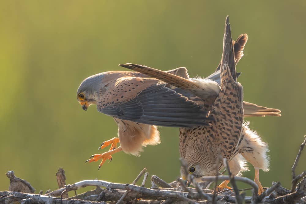 Kestrels Landing Nest by MIN LI — canvas wall art