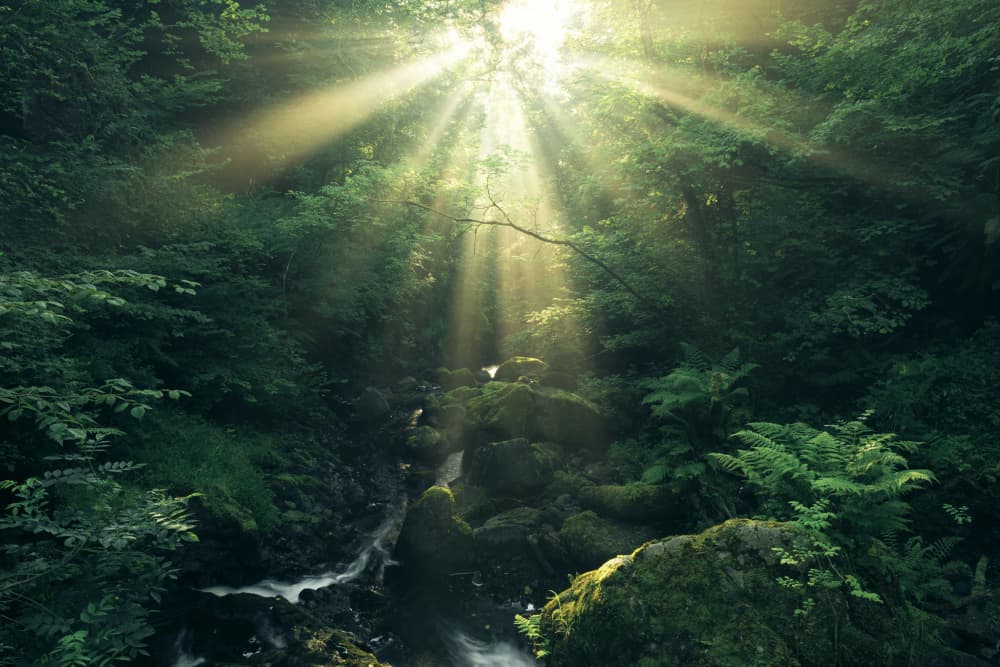 Green Rays by Stefan Hefele — canvas wall art