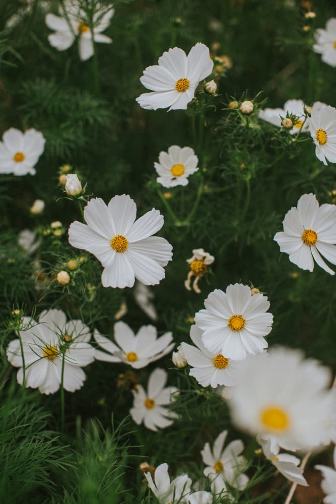 White Cosmos Garden by Claudia Casal — canvas wall art