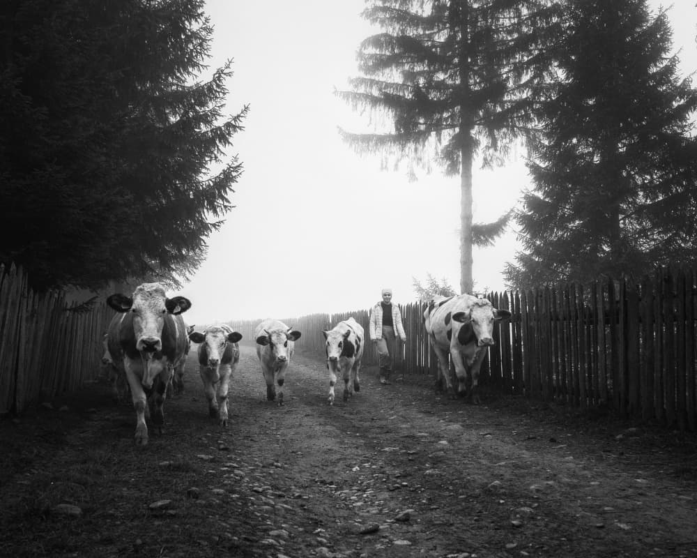 Cows on a Misty Path by Sebastian Prioteasa — canvas wall art