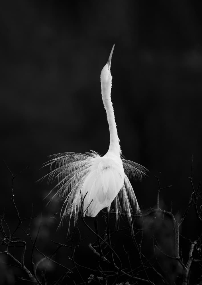 Majestic Egret Stretch by Mike He — canvas wall art