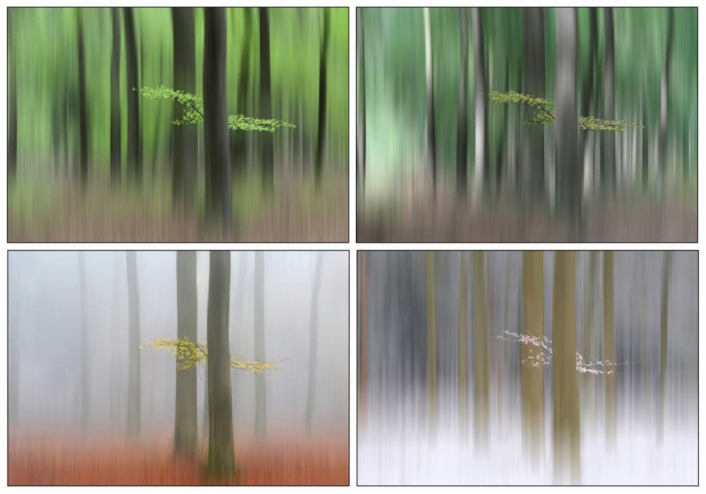 Forest Seasons Blur by Huib Limberg — canvas wall art