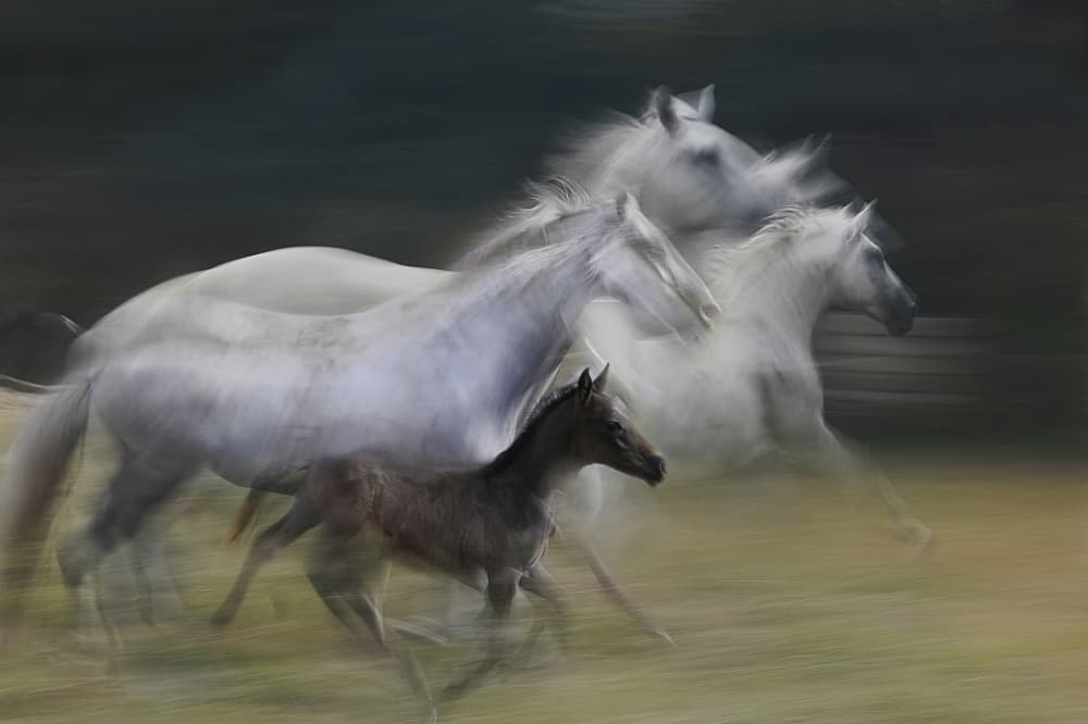 Galloping Horse Family by Milan Malovrh — canvas wall art