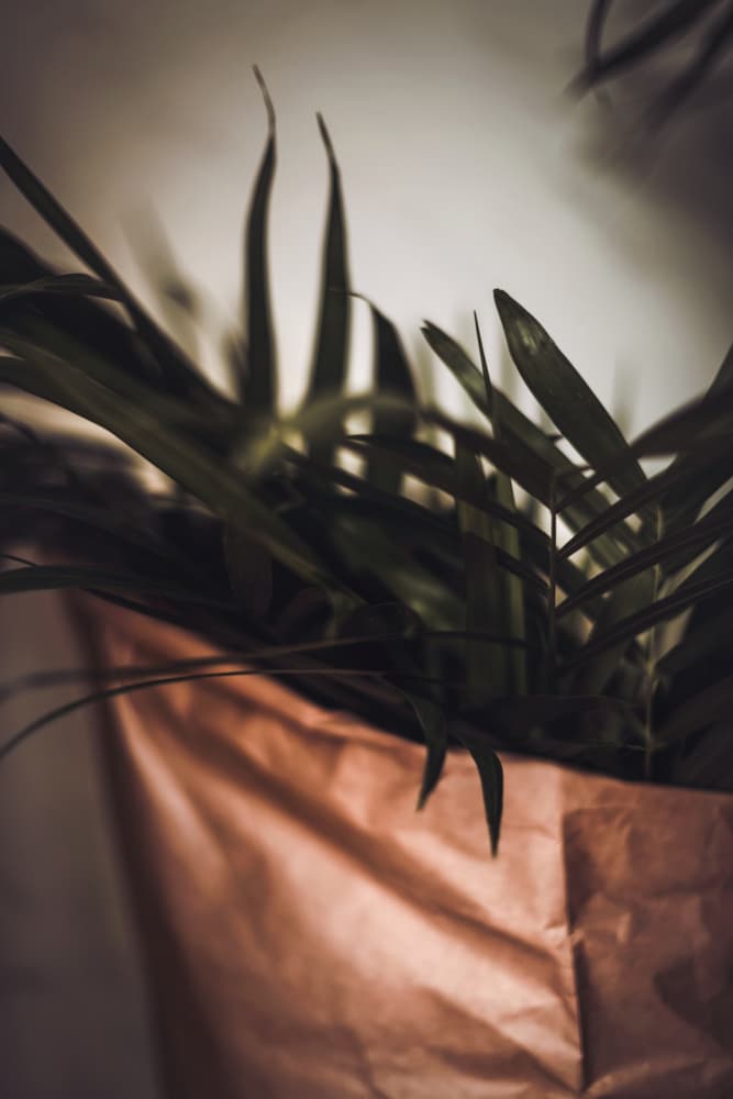Serene Indoor Greens by Tim Mossholder — canvas wall art