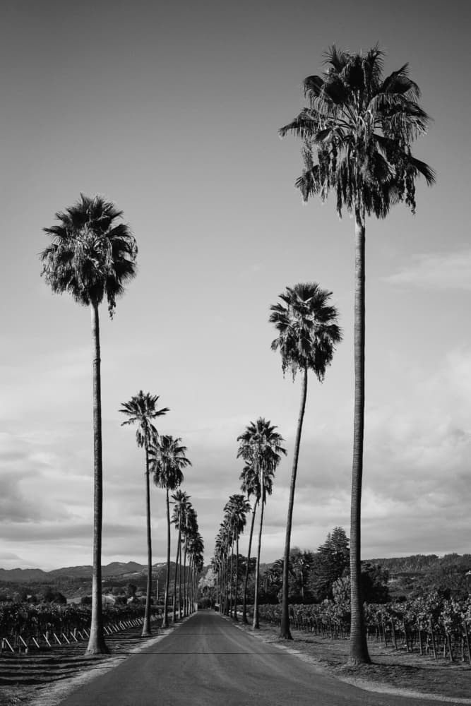 California Palm Avenue by Del Mundo Imagery — canvas wall art