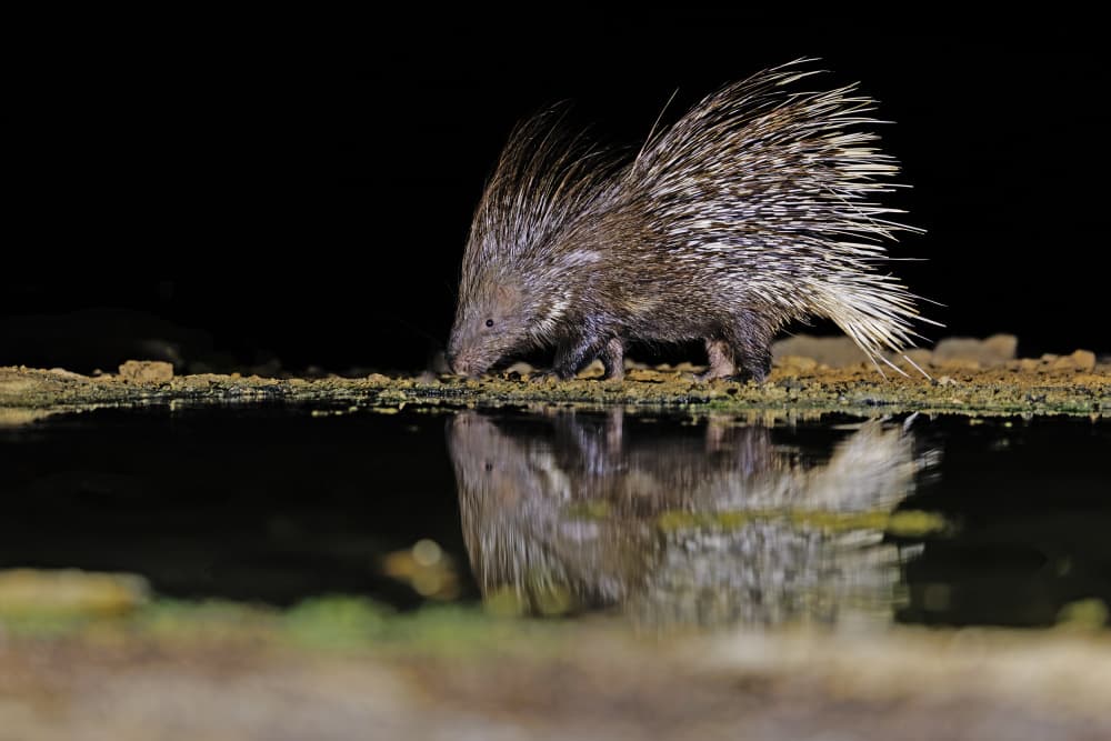 Night Porcupine Reflection by Shlomo Waldmann — canvas wall art