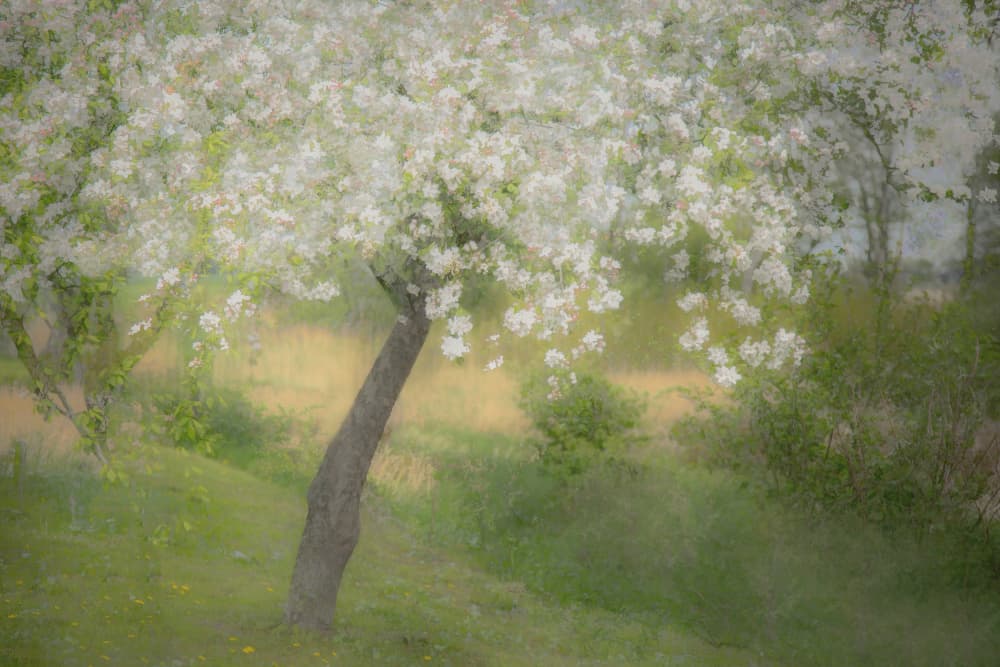 In the garden by Nel Talen — canvas wall art