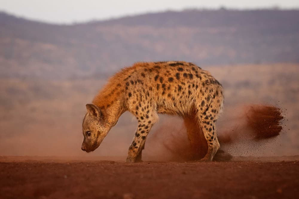 Spotted Hyena Golden Light by Amnon Eichelberg — canvas wall art