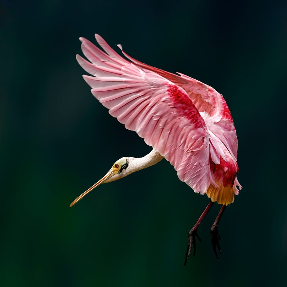 Pink Spoonbill Flight by Qing Zhao — canvas wall art