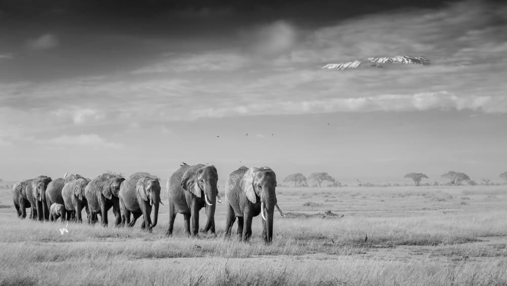 Elephants Of Kilimanjaro by MIN LI — canvas wall art