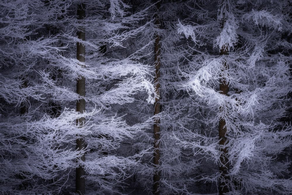 Frosted Winter Forest by Tom Pavlasek — canvas wall art