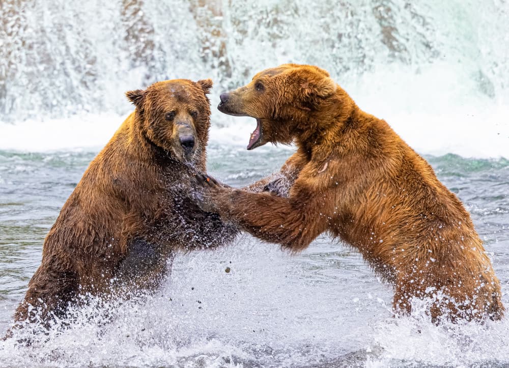 Grizzly Bears Wrestling by Yanny Liu — canvas wall art