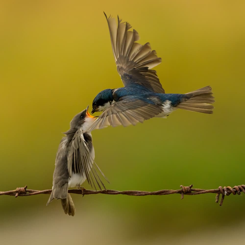 Swallow Feeding Fledgling by Moses Wang — canvas wall art