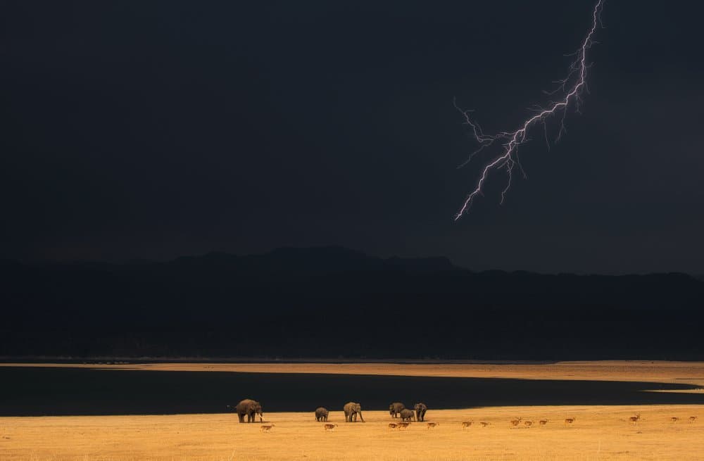 Lightning Strikes Savanna Herd by swapnil deshpande — canvas wall art