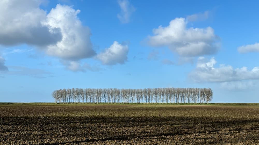 Bare Poplar Trees by Lus Joosten — canvas wall art