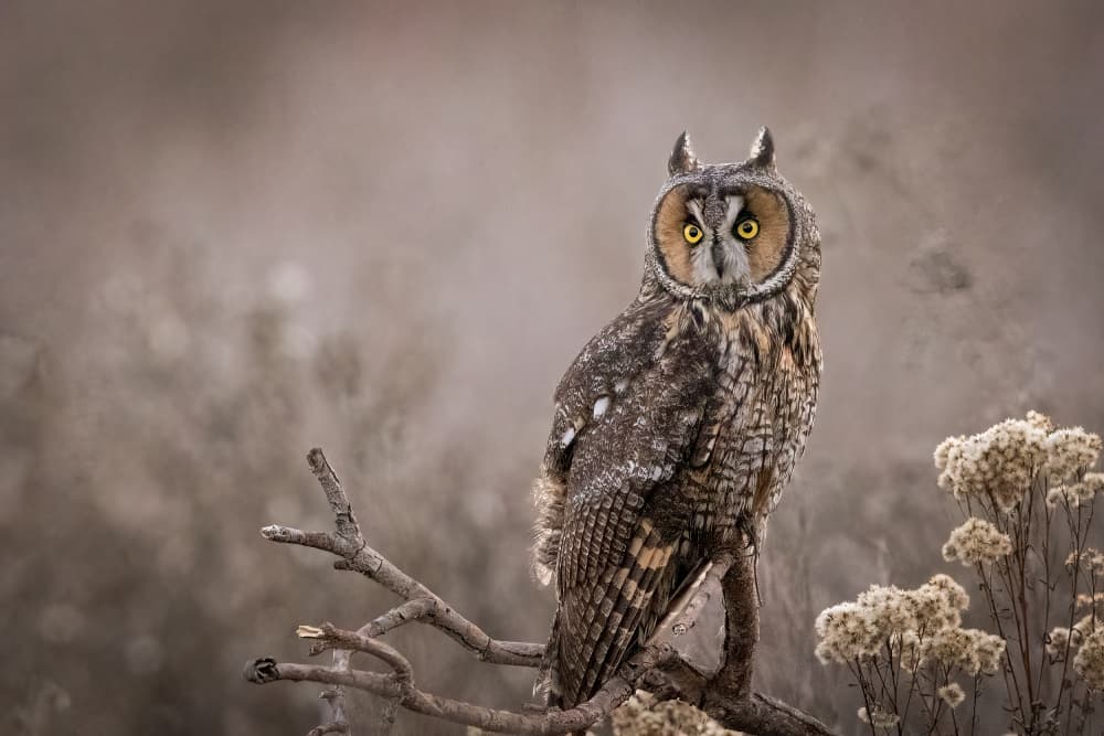 Watchful Forest Owl by Bill Lu — canvas wall art