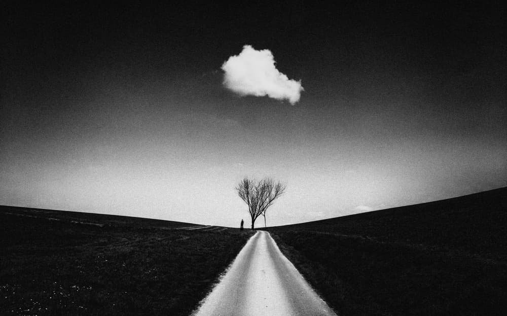 Lone Tree Path by Adam Dauria ☂ — canvas wall art