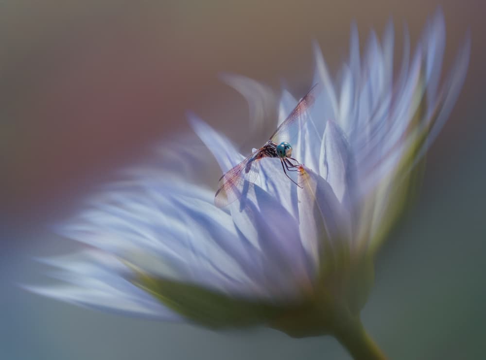 Serene Dragonfly Bloom by Wei Xu — canvas wall art