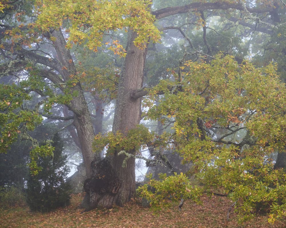 Misty Autumn Oaks by Hamed Bank — canvas wall art