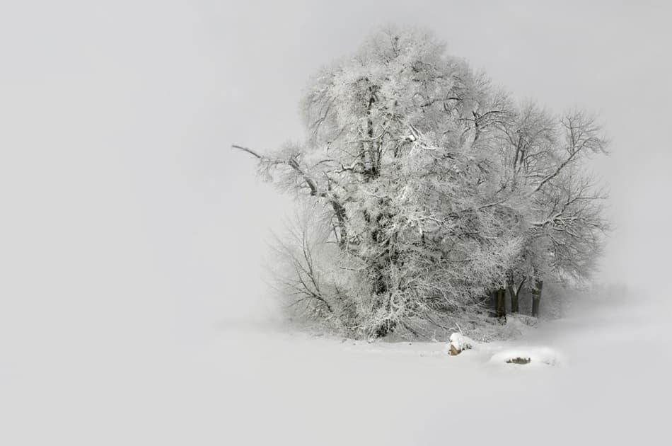 Frosted Winter Trees by Nicolas Schumacher — canvas wall art