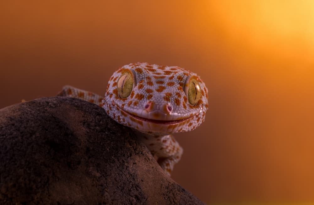 Smiling Tokay Gecko by Kutub Uddin — canvas wall art