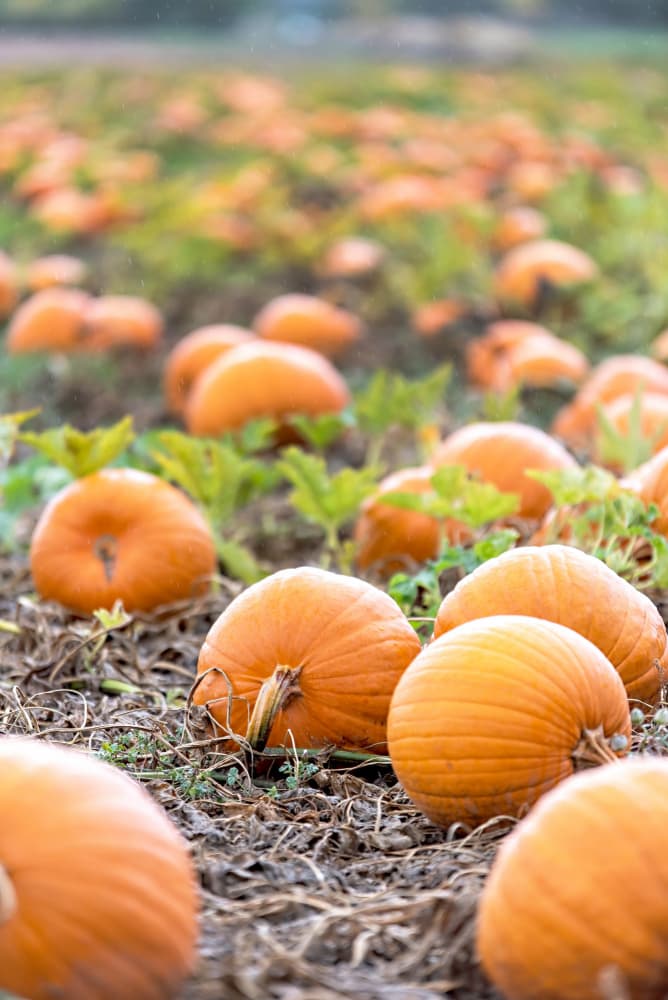 Autumn Pumpkin Patch by Amanda Abel — canvas wall art