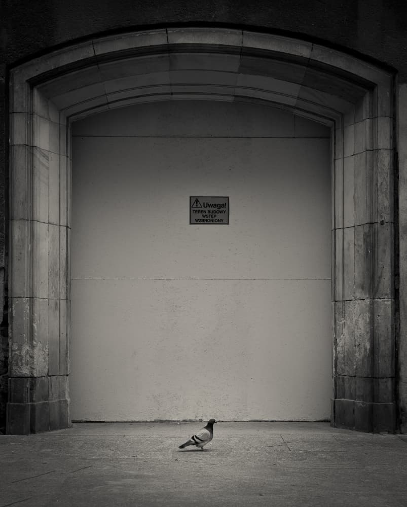 Solitary Urban Pigeon by Miroslaw Prybinski — canvas wall art