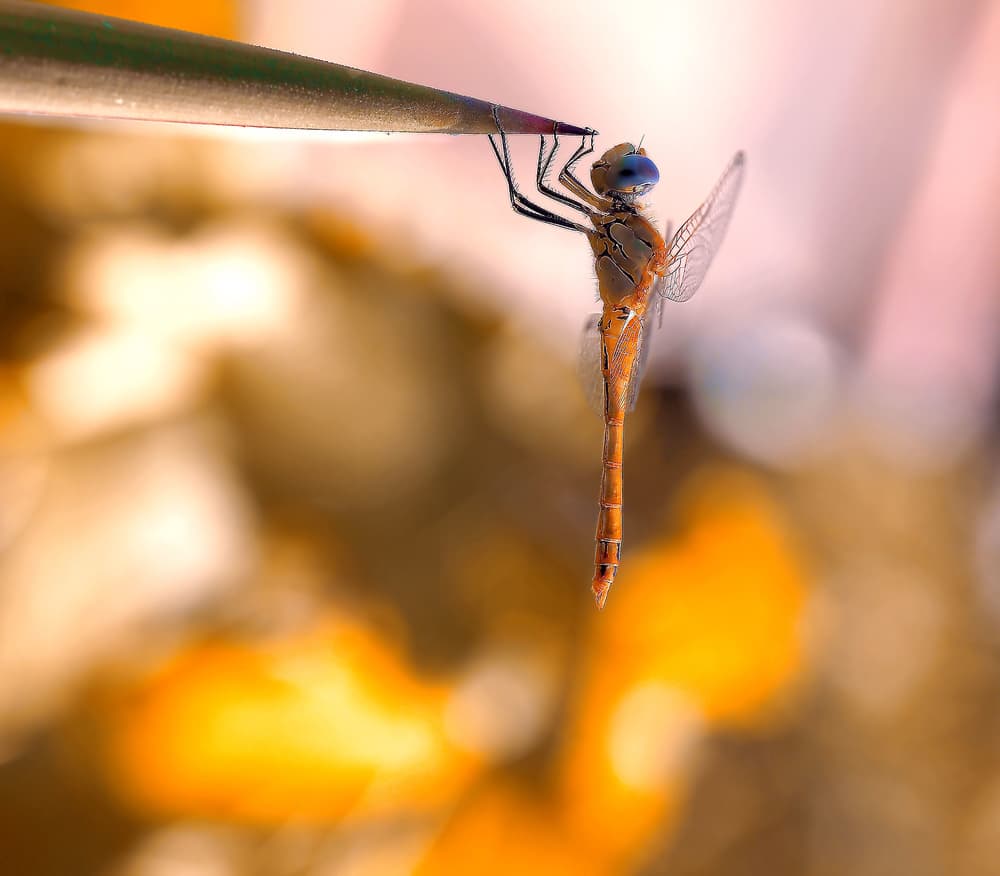 Hanging Blue-Eyed Dragonfly by Thierry Dufour — canvas wall art