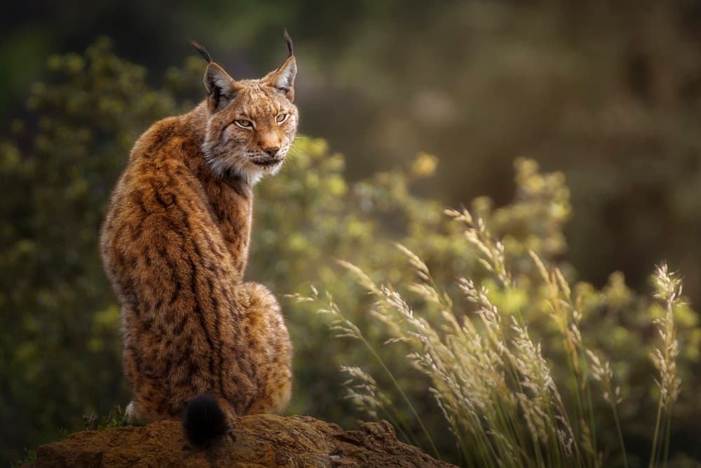 Lynx Golden Gaze by Sergio Saavedra Ruiz — canvas wall art