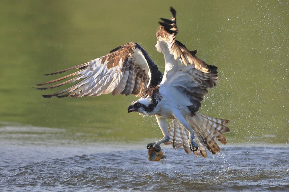 Majestic Osprey Fishing by Gavin Lam — canvas wall art