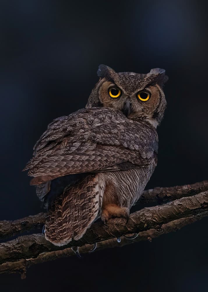 Great Horned Owl Gaze by Qing Zhao — canvas wall art