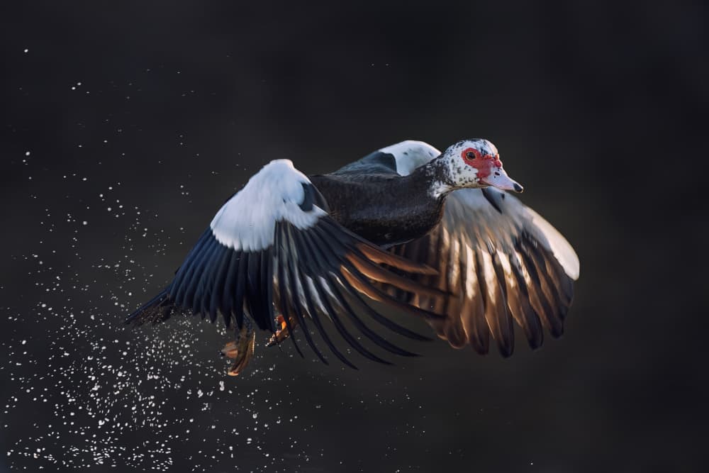 Muscovy Duck Flight Splash by Qing Zhao — canvas wall art