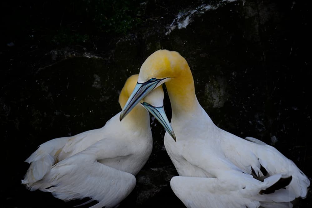 Gannets' Intimate Bond by Siyu_Wei APA — canvas wall art