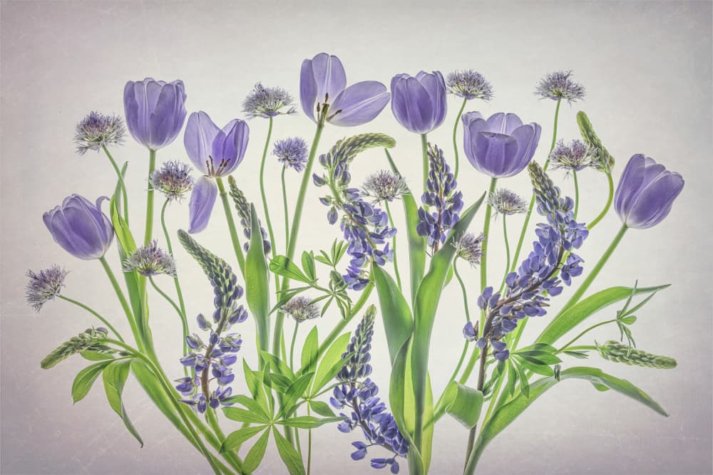 Soft Purple Blooms by Lydia Jacobs — canvas wall art