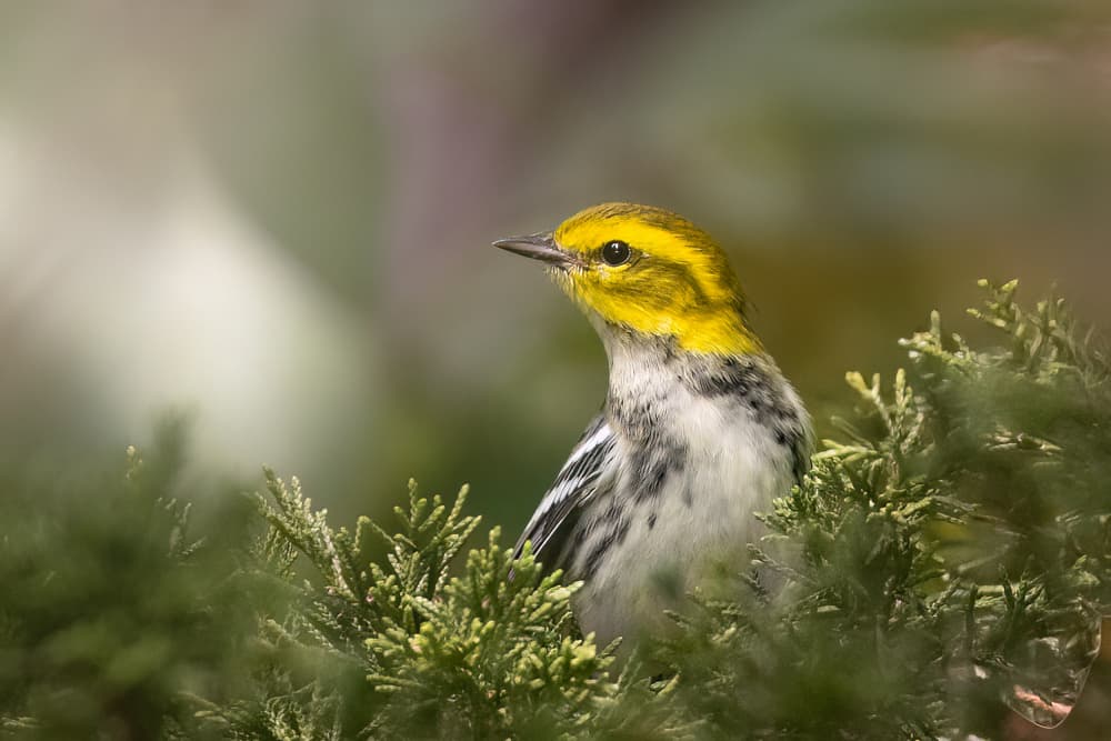 Woodland Yellow Warbler by Robert Zhang — canvas wall art