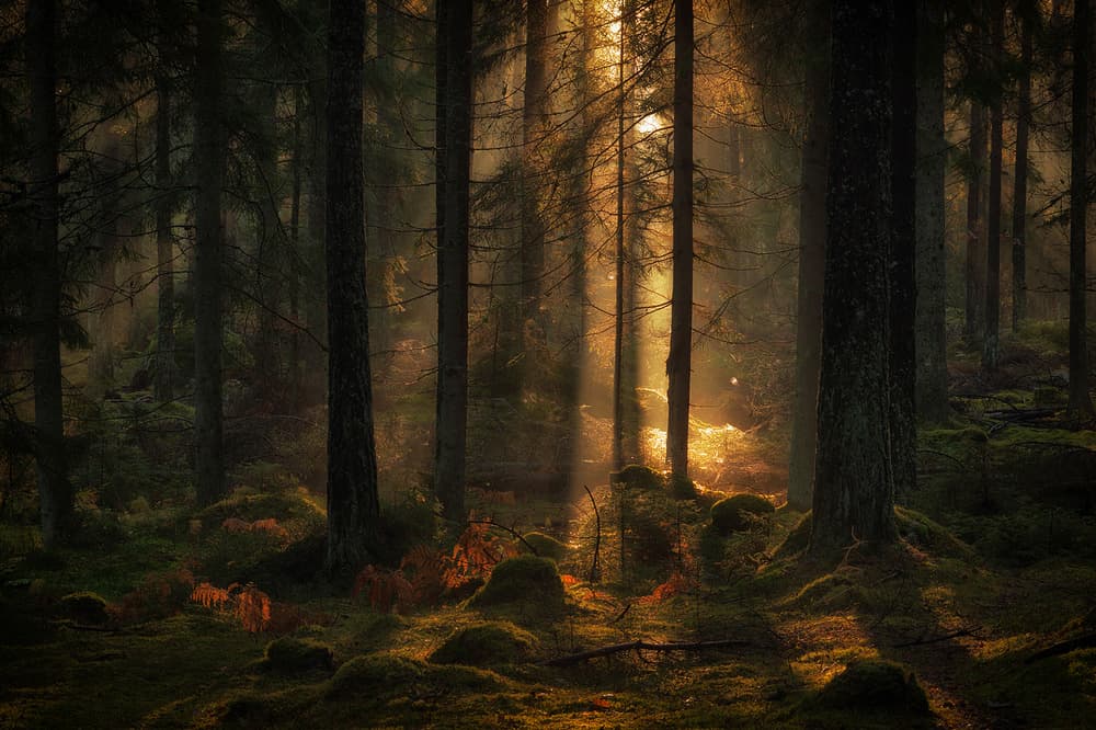 Mystical Forest Light by Allan Wallberg — canvas wall art