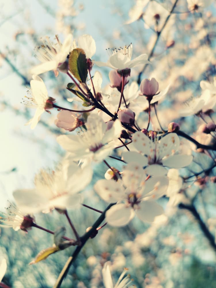 Delicate Spring Blooms by Angelo Cerantola — canvas wall art