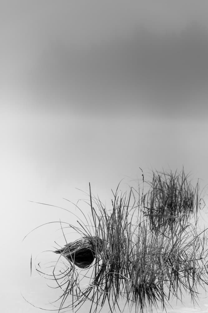 Quiet Water Reeds by Benny Pettersson — canvas wall art