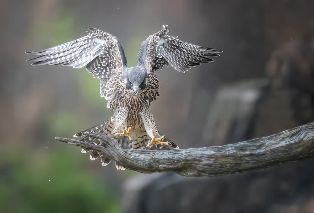 Powerful Falcon Landing by Tao Huang — canvas wall art