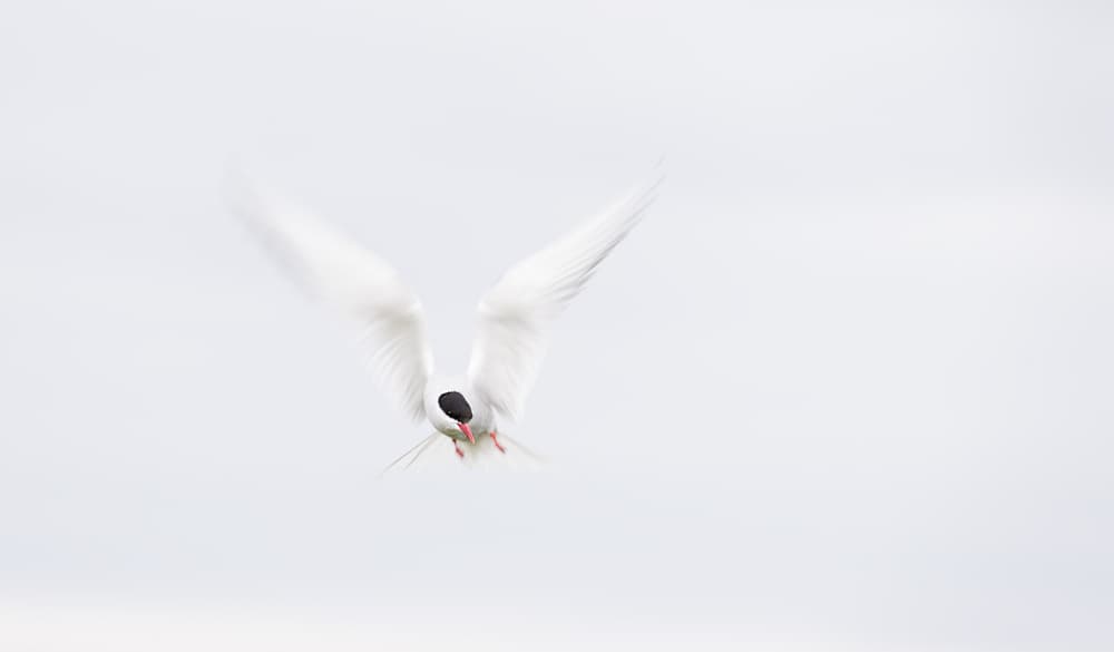 White Tern in Flight by Els Keurlinckx — canvas wall art
