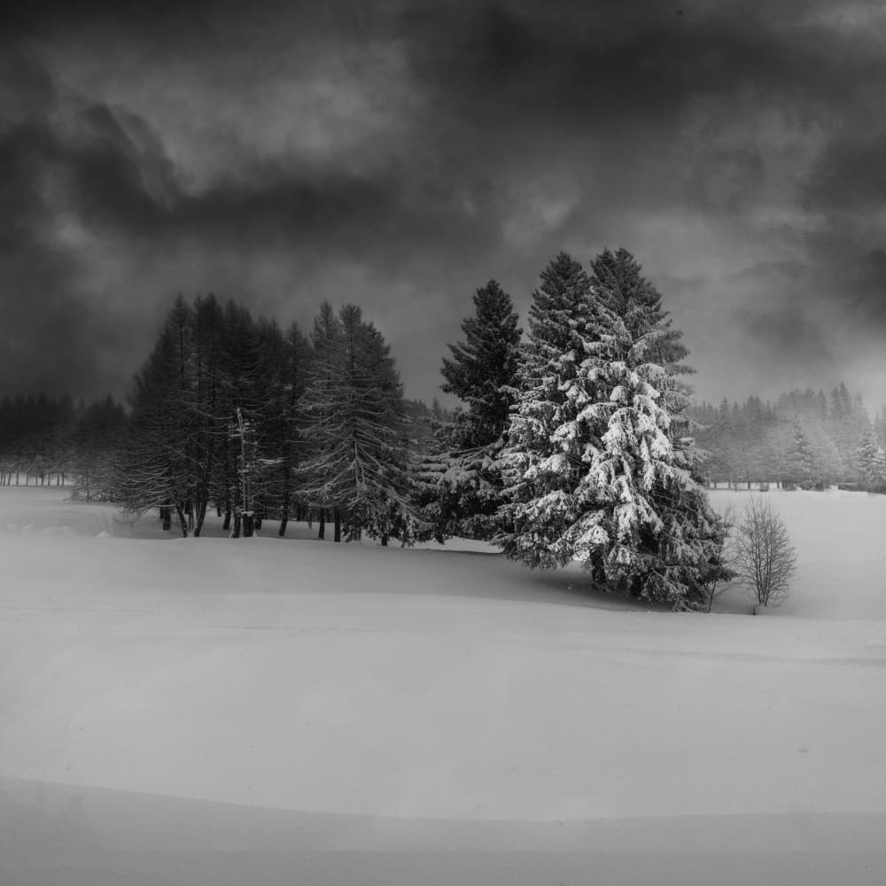 Dramatic Snowy Forest by VéroniqueS — canvas wall art