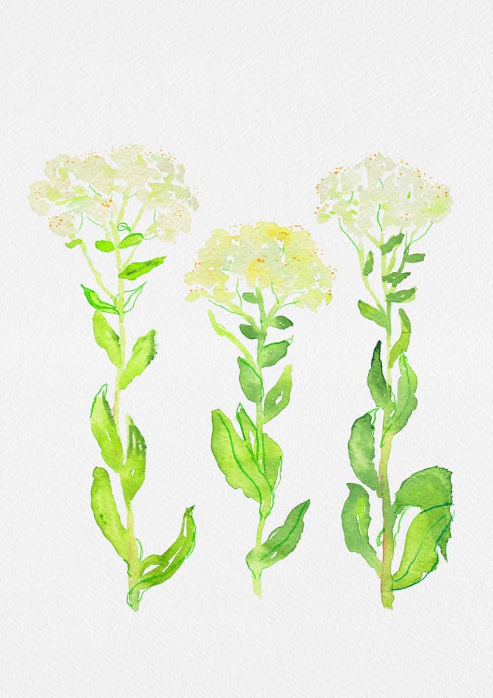Watercolor Botanical Blooms by Kata Botanical — canvas wall art
