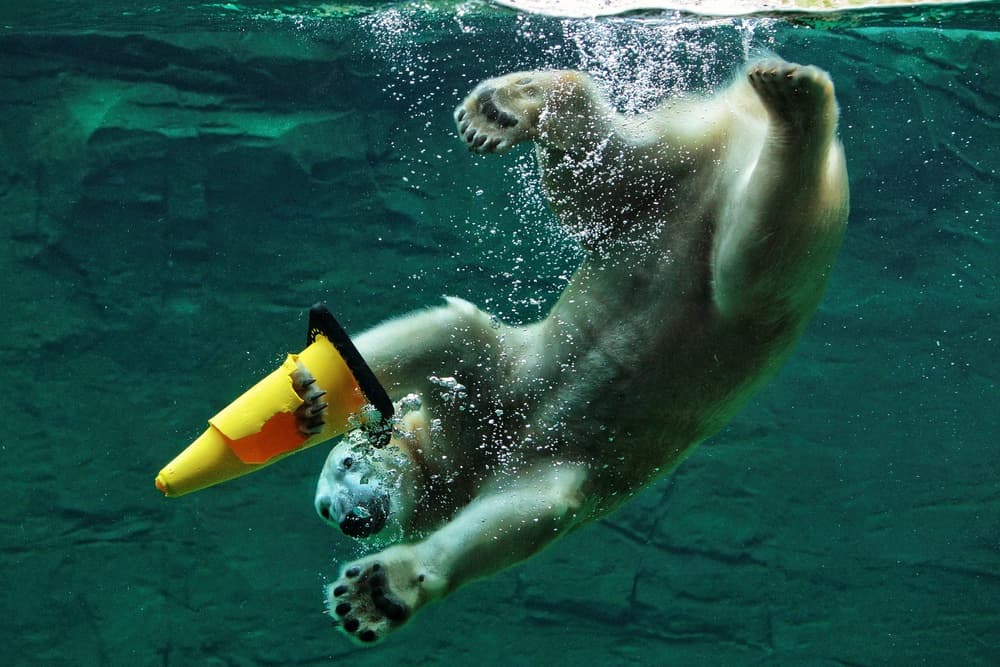 Playful Polar Bear Dive by Antje Wenner-Braun — canvas wall art