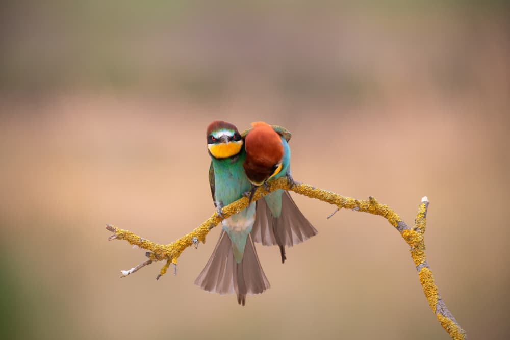 Affectionate Bee-Eaters by TONY GORAN — canvas wall art